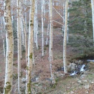 arbres